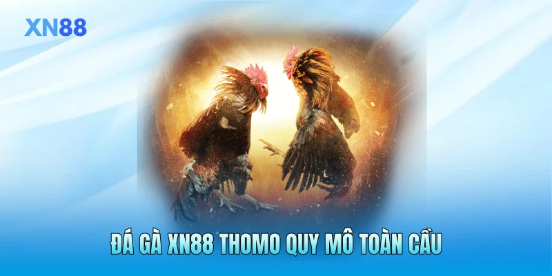 Đá gà XN88 Thomo quy mô toàn cầu