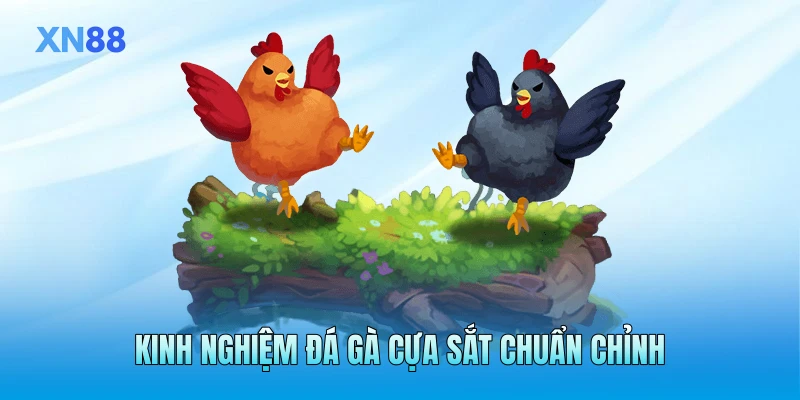 Kinh nghiệm đá gà cựa sắt chuẩn chỉnh